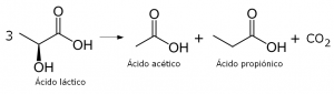 Reacción de fermentación del ácido láctico en el queso emmental