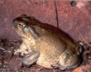 El sapo del desierto sonorense o sapo del río Colorado (Incilius alvarius)